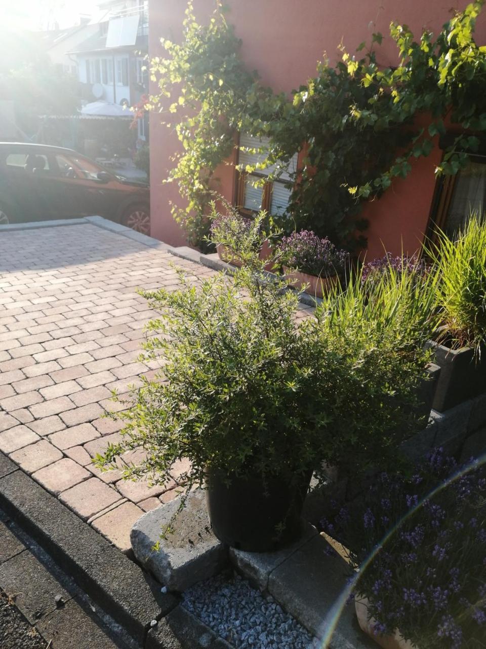 Haus Meersburg Rebe מראה חיצוני תמונה